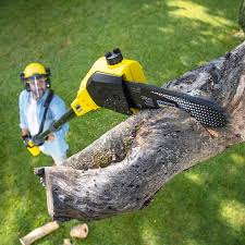 Best Tree and Shrub Care  in Poquoson, VA